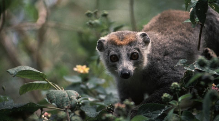 Female crowned lemur on limb of a bush ready to eat.