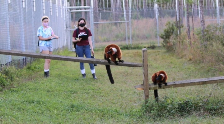 Two students observe lemurs